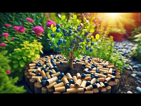 Can I use recycled wine corks as mulch for my blueberry bushes?